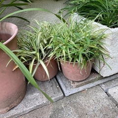 植物　2鉢　オリヅルラン