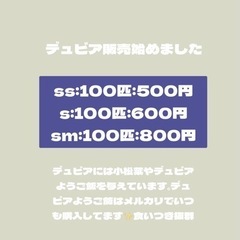 デュビアSサイズ100匹600円(爬虫類・大型の魚などの生き餌に)