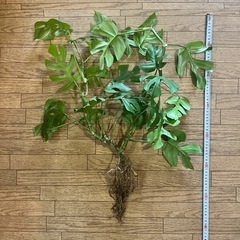 ヒメモンステラ大 観葉植物