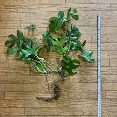 ヒメモンステラ中 観葉植物