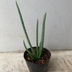 【植物】アロエベラ　苗