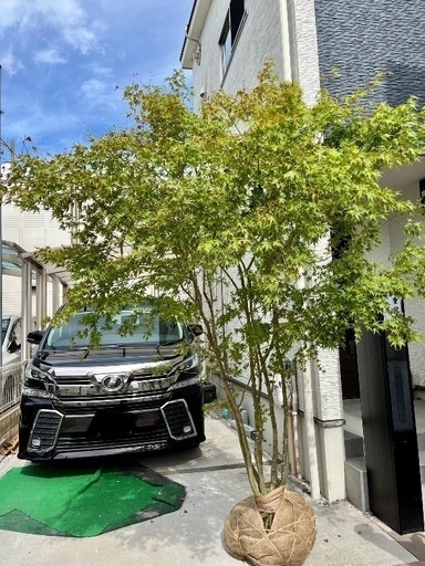 いろはもみじ