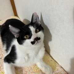 大人しい親子猫の里親様募集♡ 里親様決まりました！