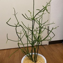 植物:ミルクブッシュ　最終値下げ