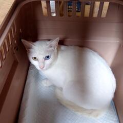 🌸正式譲渡🌸小柄なオッドアイの白猫の画像