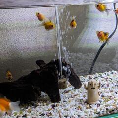 [金魚]国産ピンポンパール稚魚