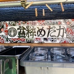 阪神優勝おめでとうSALE‼️ めだか無人販売メダカ✨