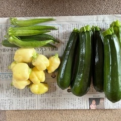 新鮮野菜 ⑧ 今朝収穫　ズッキーニ　本日限り　家庭菜園