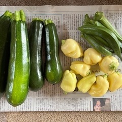 新鮮野菜⑦  今朝収穫　ズッキーニ　本日限り　家庭菜園