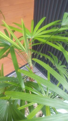 シュロチク　棕櫚竹　観葉植物