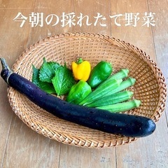 【朝採れ】無農薬にこだわった野菜詰め合わせ