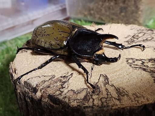 最終クワガタ\u0026カブトムシ撤退 成虫、幼虫色々詰め合わせ✨