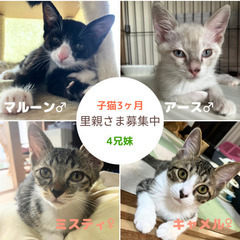 大刀洗町⌘猫譲渡会初開催！「9/24 10:30〜14:30」part.2 - 猫