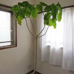 終了しました。観葉植物　ウンベラータ１９５cm(マットな植木鉢込み)