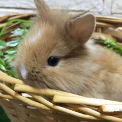 ミニウサギの赤ちゃん − 東京都