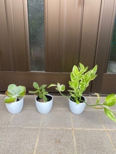 多肉植物　4種