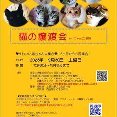 猫の譲渡会　BYにゃんころ隊　9/30