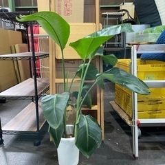 No.925 観葉植物🌱　小サイズ