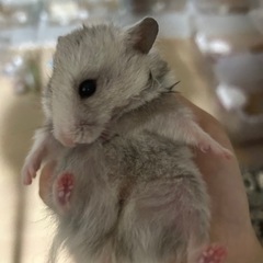 ハムちゃんの飼い主さんになってみませんか?