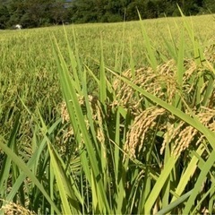 棚田で育てたお米　ひとめぼれ玄米30Kg
