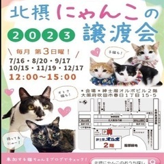９月１７日吹田市犬猫譲渡会あります！の画像