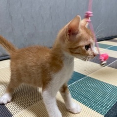 全ての猫ちゃんのお家が決まりました！ありがとうございました！ - 里親募集