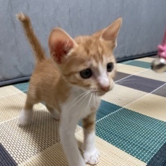 全ての猫ちゃんのお家が決まりました！ありがとうございました！ − 高知県