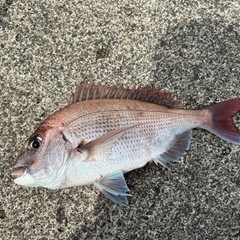 カゴ釣りや海釣り全般仲間募集します。