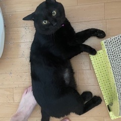 【急募】推定3.4歳　黒猫