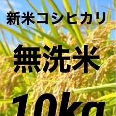 令和5年 新米コシヒカリ　無洗米　10kg 