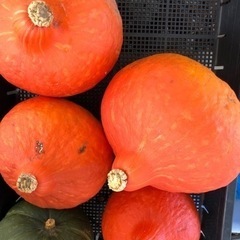 [連休限定]無農薬　赤かぼちゃ　追熟済　珍しい　202309162