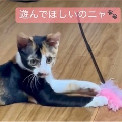 【里親さん決定】キュートな三毛猫❤️瀬田ちゃん - 猫