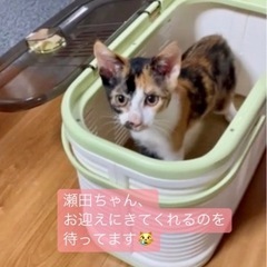 【里親さん決定】キュートな三毛猫❤️瀬田ちゃん - 可児市