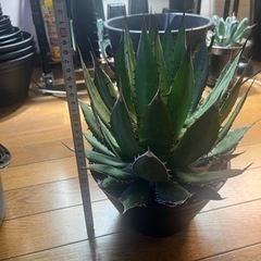 大株アガベホリダ最終値下げ