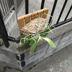 観葉植物　コチョウラン