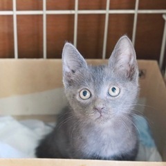 生後1ヶ月 オス グレー 子猫 甘えん坊の画像