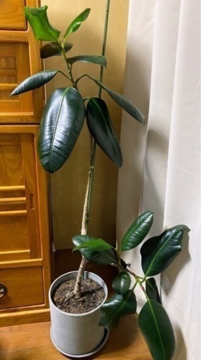 ゴムの木 108cm