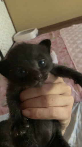 生まれたばかりの子猫を育てる