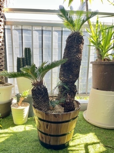 ソテツ