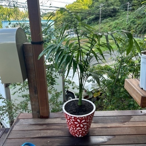 キングパーム　ヤシ
