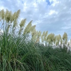 【ドライフラワー花材】パンパスグラス　ススキ　切り花　現地カット