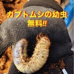 カブトムシの幼虫 無料で差し上げます。