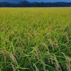 令和５年梨北産🌾新米コシヒカリ玄米