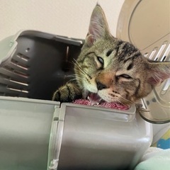 猫の動画をTikTokに挙げてます。だて猫ch