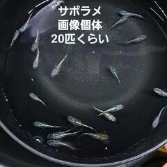 サボラメ、20匹、画像個体全て。②