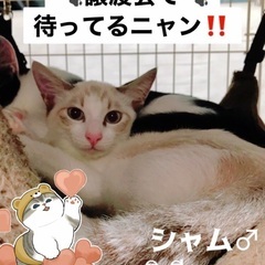 🎉9月17日(日)🎉譲渡会🎉子猫祭り️‼️🐈🐈‍⬛🐾すみれペット...