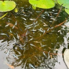 メダカ　幼魚　成魚