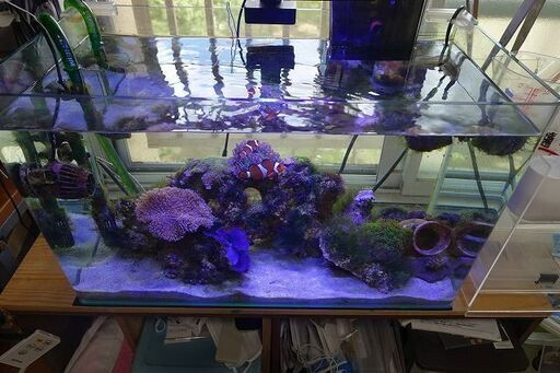 60cm海水アクアリウム　カクレクマノミ、ソフトコーラルなど一式