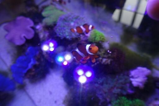 60cm海水アクアリウム カクレクマノミ、ソフトコーラルなど一式
