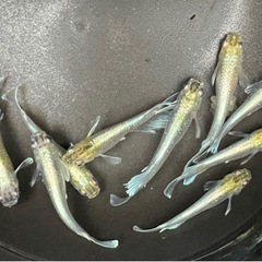 🐟エメキン メダカ①🐟雄4雌5 合計9匹